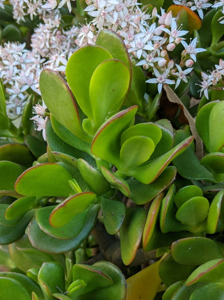 Jade Plant Crassula Ovata Succulent Cuttings – 3 Live Unrooted Cuttings 3 to 5 Inch for Propagation