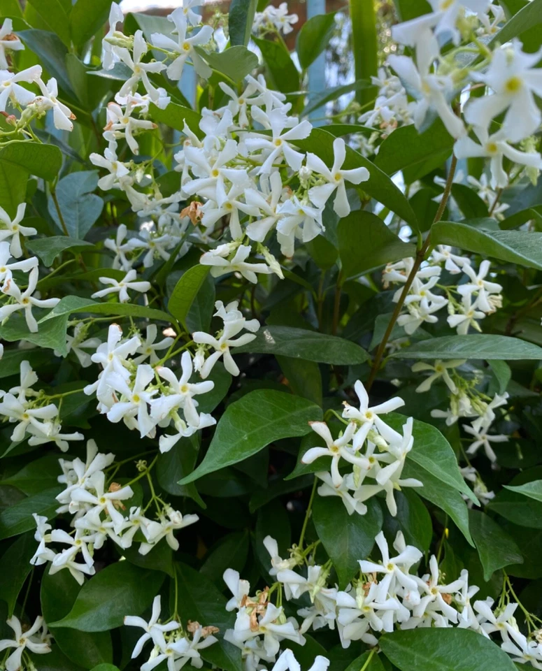 Star Jasmine Cuttings Trachelospermum Jasminoides 7 Unrooted Cuttings For Rooting