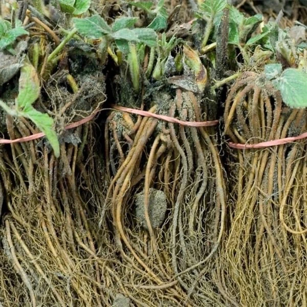 Fort Laramie Everbearing Strawberry Bare Roots – 50 Live Plants for Planting, Cold Hardy Garden Strawberries