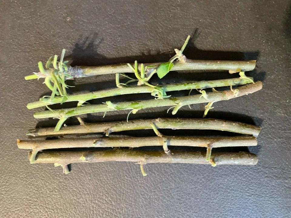 Anna Apple Stick Cuttings, 5 Live Budded Cuttings for Grafting or Planting