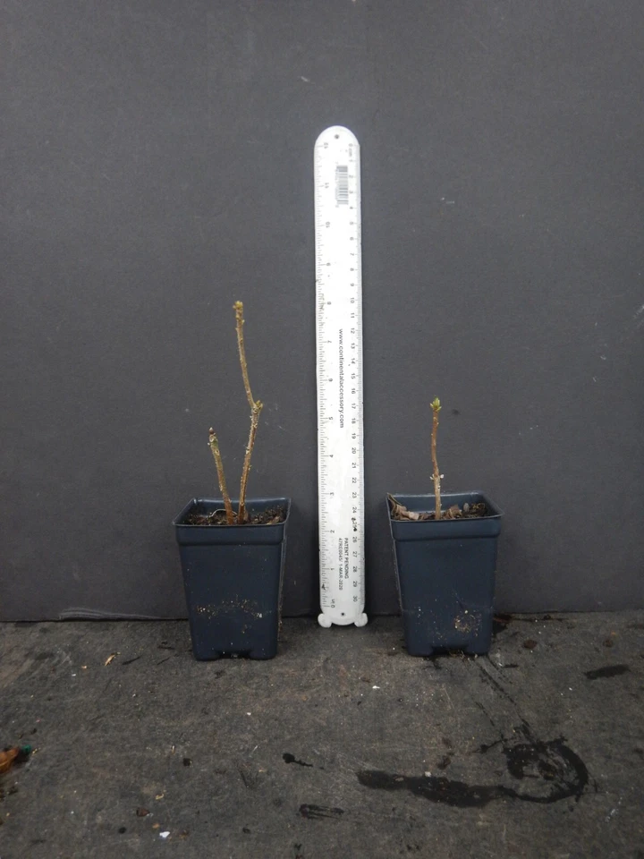 Gold Strike Azalea Rhododendron Deciduous Starter Plant Dormant Live Shrub for Planting
