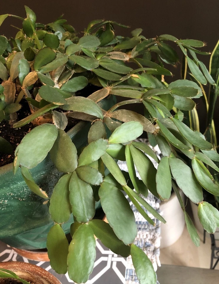 Easter Cactus Cuttings – 3 Unrooted Rhipsalidopsis gaertneri 2-Segment Clippings for Indoor Propagation