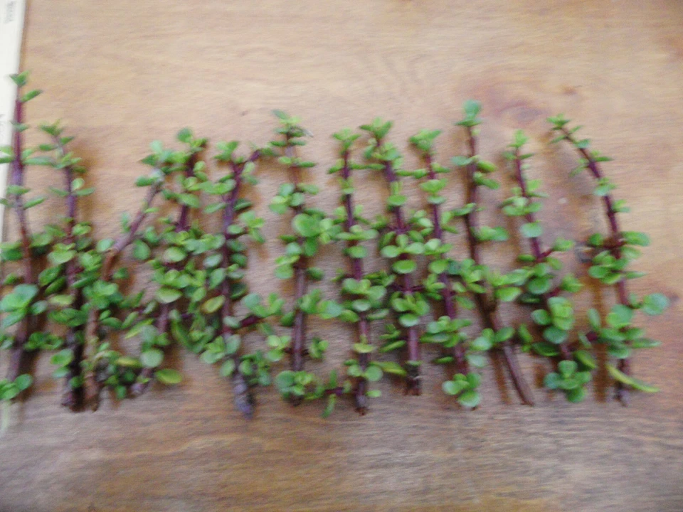 Portulacaria Afra Cuttings – Lot of 12 Unrooted Spekboom Succulent Cuttings, 6 Inch Red Stem Dwarf Jade