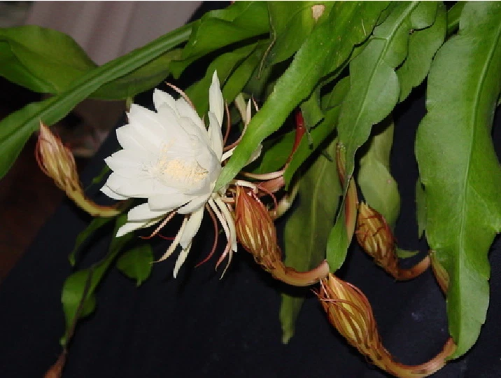 2 Epiphyllum Oxypetalum Live Plants Queen of the Night Orchid Cactus Rooted Tropical Night Blooming Cactus