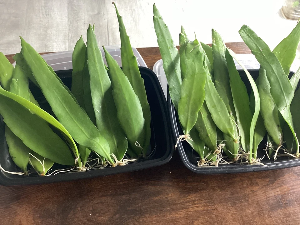Night Blooming Cereus Cuttings Epiphyllum Oxypetalum Orchid Cactus 3 Unrooted Cuttings 4–11 Inch