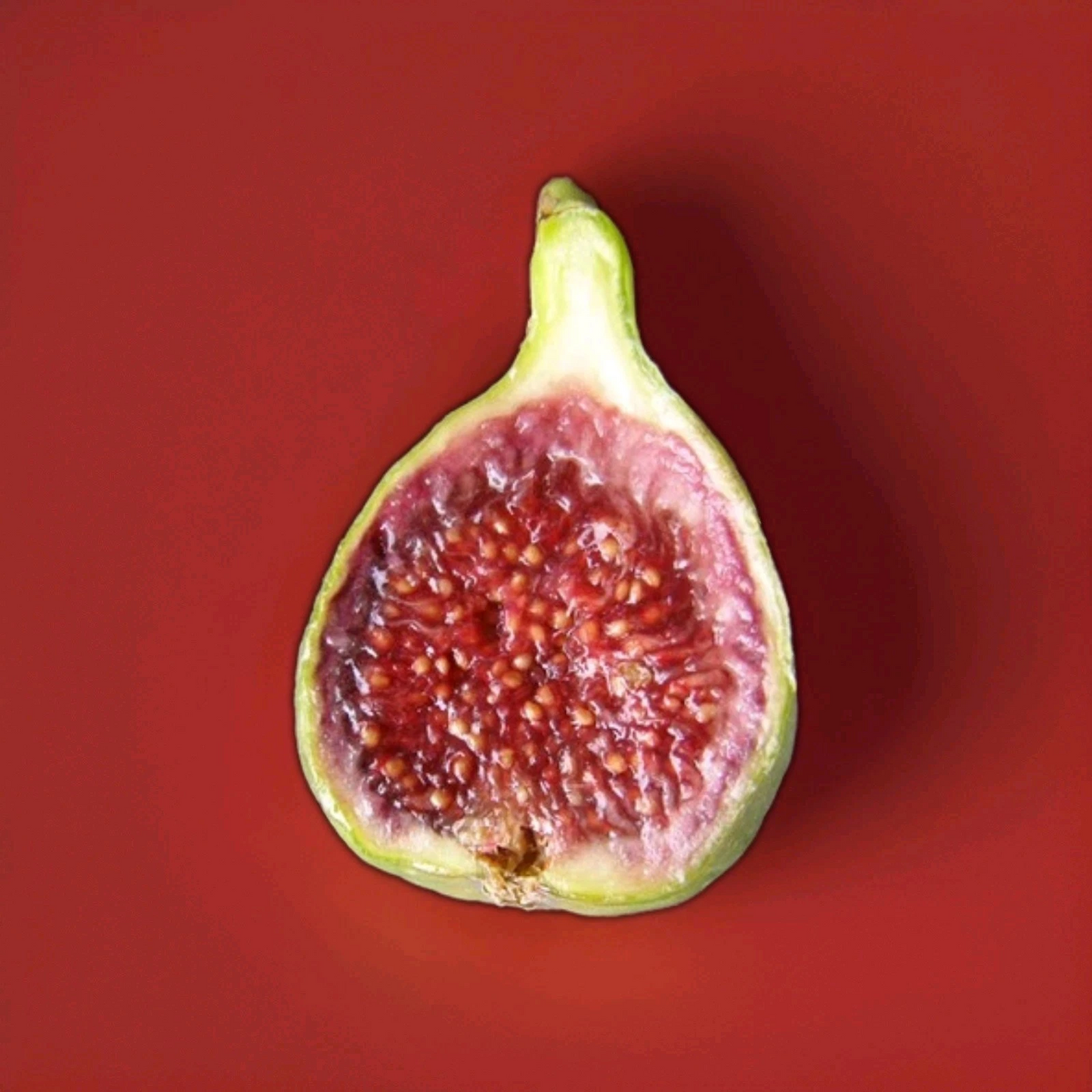 Strawberry Verte Fig Cutting – Live Unrooted Ficus Carica Cutting 6–8 Inch for Rooting or Grafting