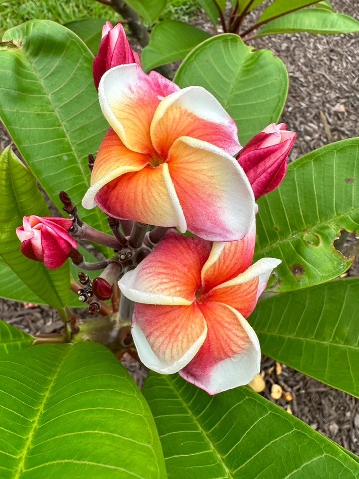 Named Orange Plumeria Cuttings 10–12 Inch, JJ Synchronicity J-105 Kapaluha Frangipani Stems for Propagation Set of 3
