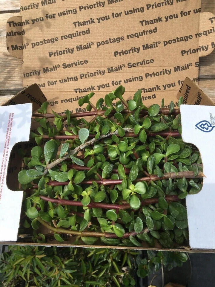 Dwarf Jade Bonsai Cuttings – 15+ Portulacaria Afra Succulent Cuttings 7 Inch – Live Bonsai Starter Plants