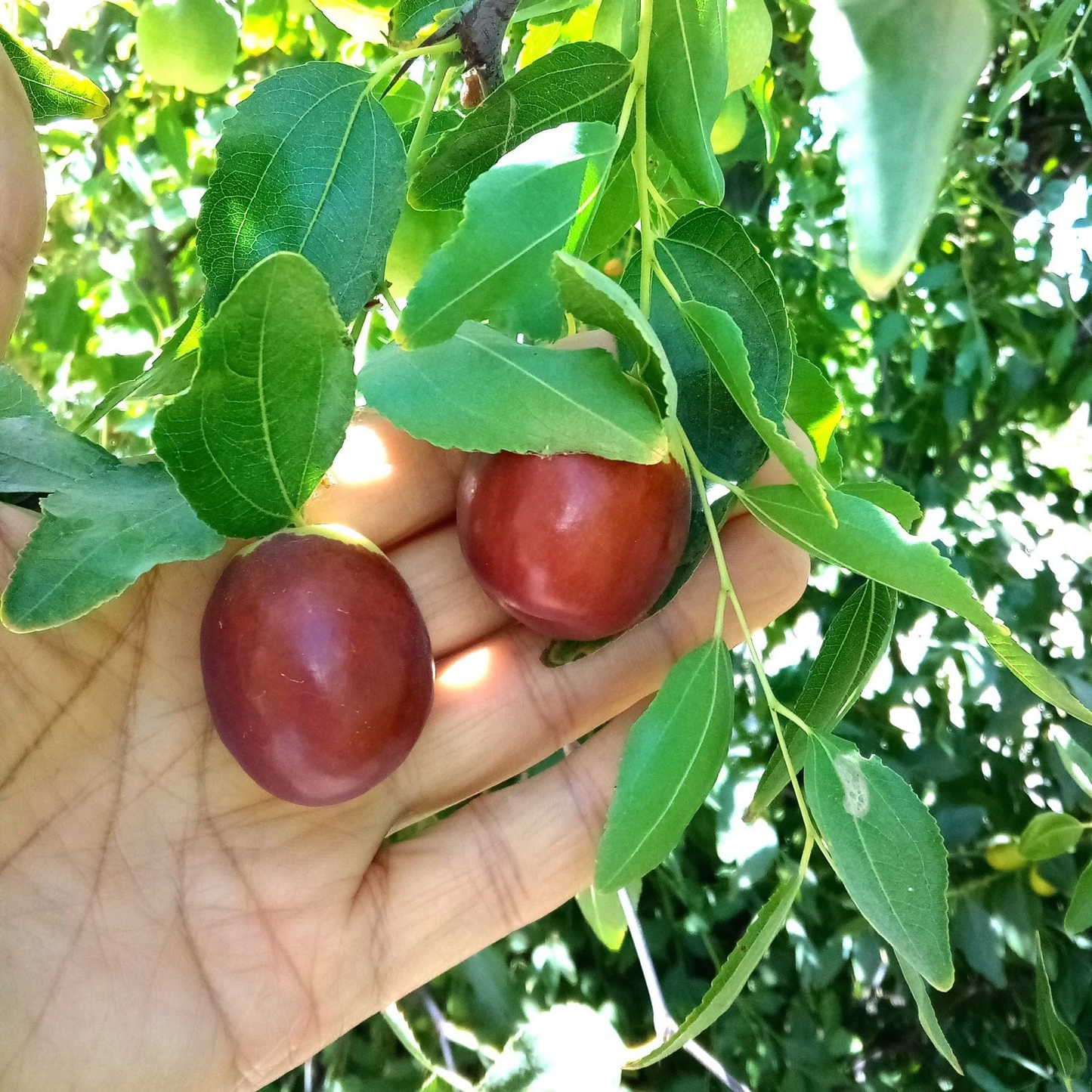 Autumn Beauty Jujube Scionwood – Two 8" Cuttings for Grafting, Fresh Ziziphus Jujuba Scion/Budwood for Fruit Tree Propagation