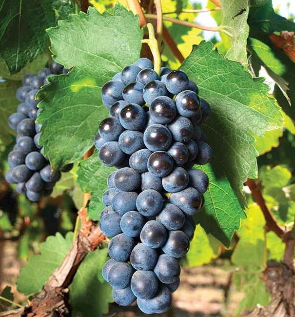 Concord Grape Cuttings Vitis Labrusca 10 Unrooted Pieces for Rooting Fruit Vine Planting