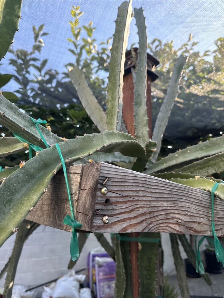Orajona Dragon Fruit Cutting, 12–18 Inch Live Cactus Vine for Planting