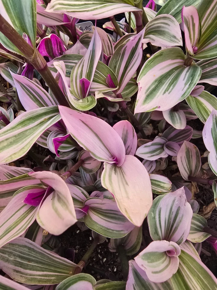 Pink Tradescantia Nanouk Live Plants – 2 Rooted Indoor Houseplants in 2 Inch Pots, Variegated Wandering Jew