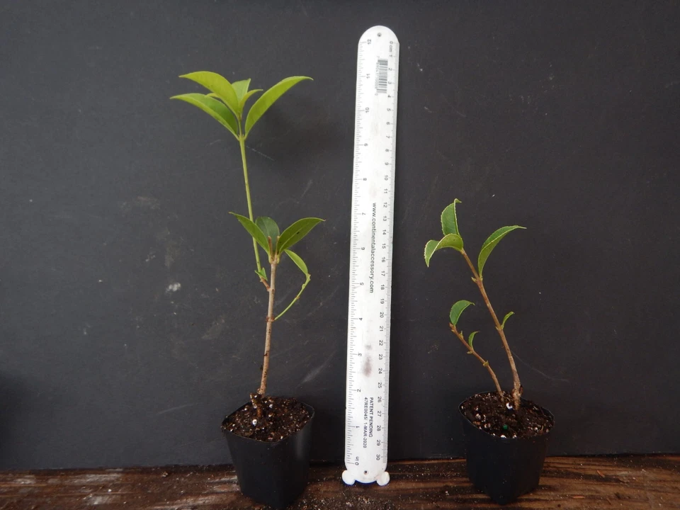 Apricot Echo Sweet Olive Osmanthus fragrans Rooted Starter Plant, Fragrant Evergreen Shrub for Garden or Container