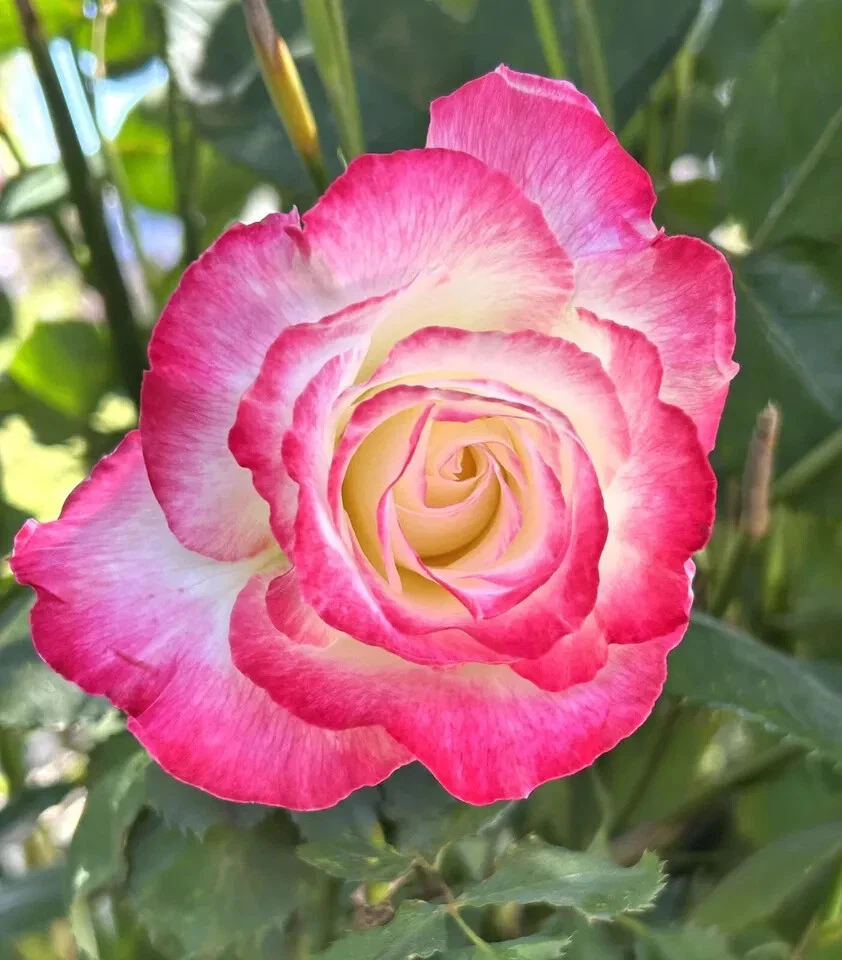 Double Delight Rose Cuttings Set of 5 Fragrant Bicolor Rose Stems for Planting