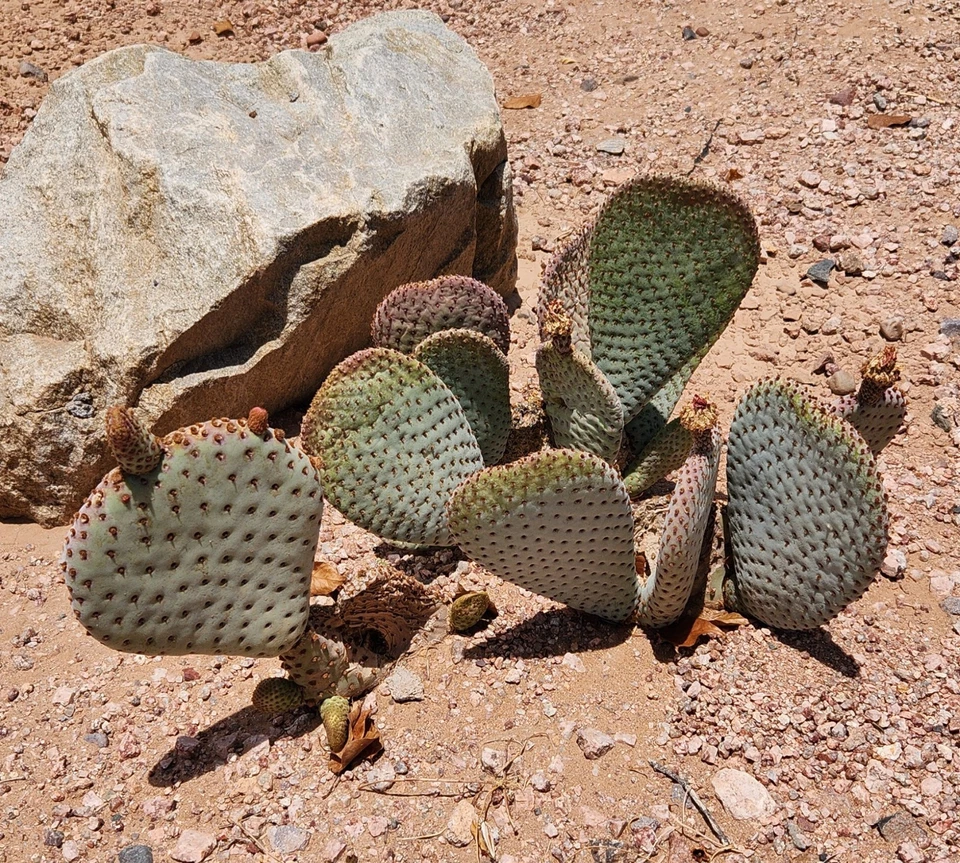 Opuntia Basilaris Beavertail Prickly Pear Cactus Pad Cutting Unrooted Ornamental Desert Plant