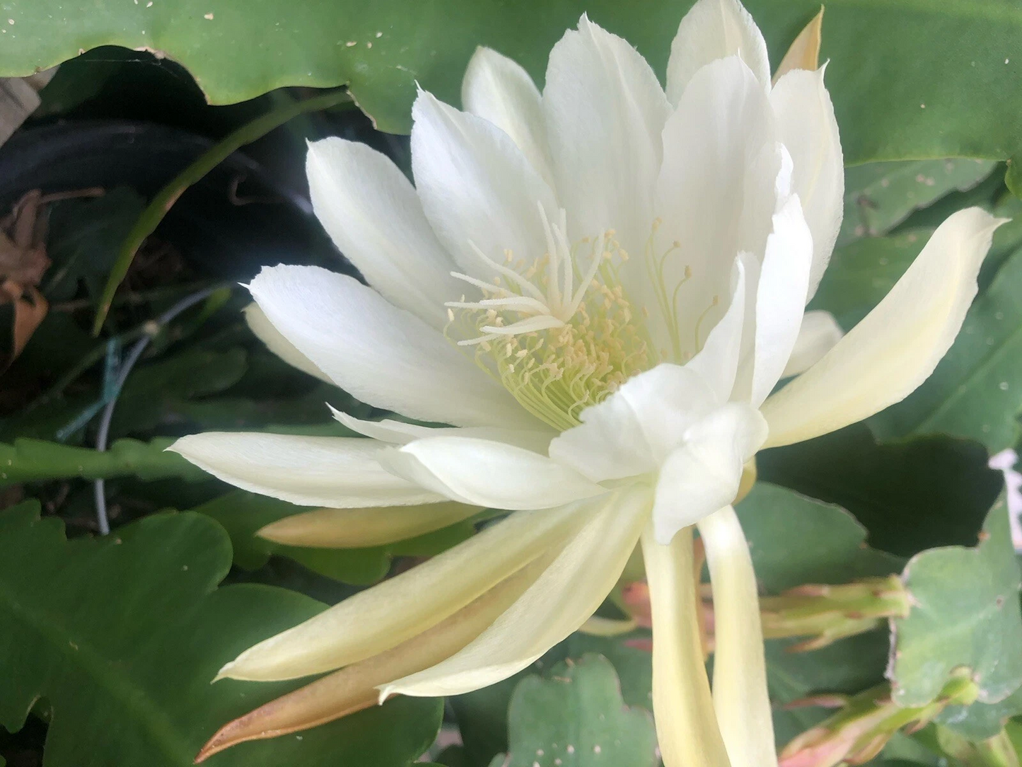 Epiphyllum Orchid Cactus White Shining Cuttings – 2 Live Unrooted Orchid Cactus Cuttings for Propagation