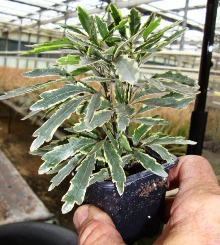 Variegated False Aralia – Set of 2 Live Plants in 2" Pots, 2–3 Inch Tall Tropical Houseplants for Indoor Growing