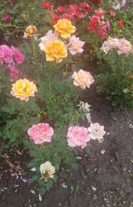 Miniature Rose Cuttings Set of 3 Apricot to Pink Live Fresh Rose Stems for Planting