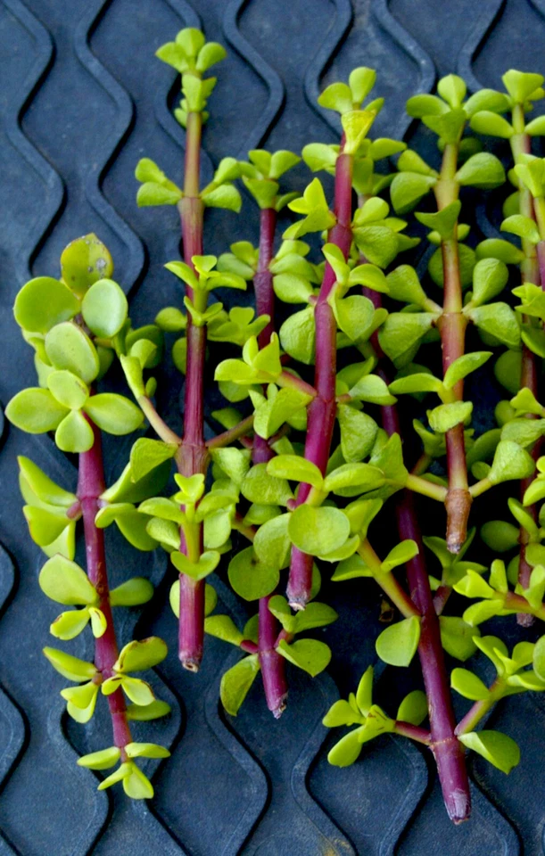 Elephant Bush Succulent Cuttings – 20+ Fresh Portulacaria Afra Cuttings, Green Rosette Succulent for Propagation