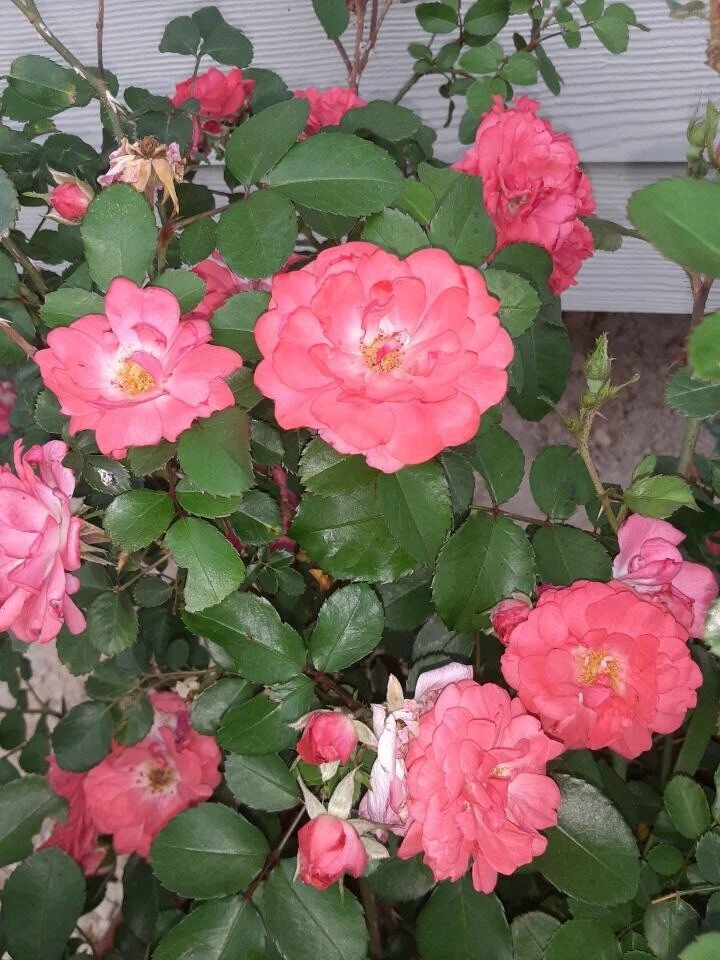 Coral Floribunda Rose Cuttings Rosa Shrub 4 Unrooted Cuttings For Propagation