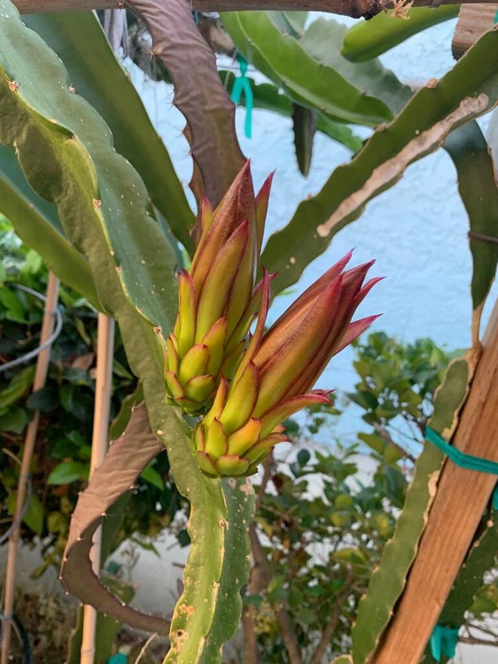 Dragon Fruit Cutting for Grafting – Small Live Pitaya Cutting 4–7 Inch, Hylocereus Cactus