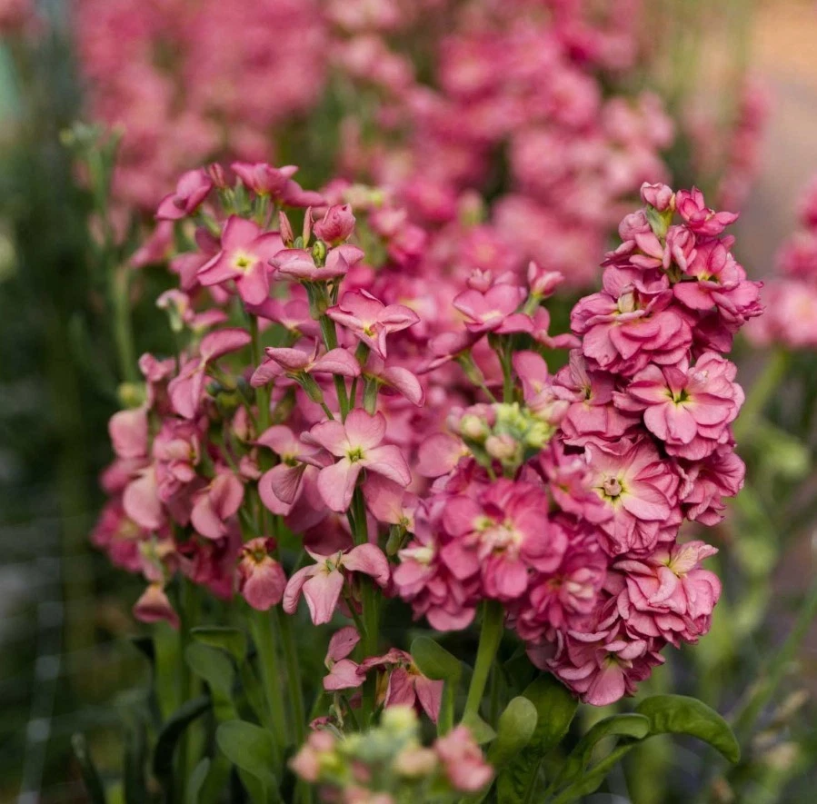 Stock Antique Rose Live Plug Plant – 3–6 Inch Matthiola incana Ornamental Flowering Plant with Pink Blooms
