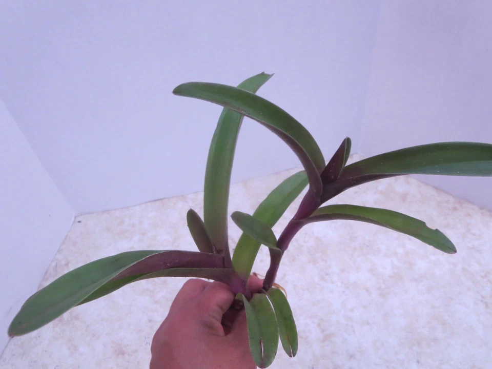 Wandering Jew Cuttings Tradescantia Pallida Tampicana 3 Unrooted Cuttings