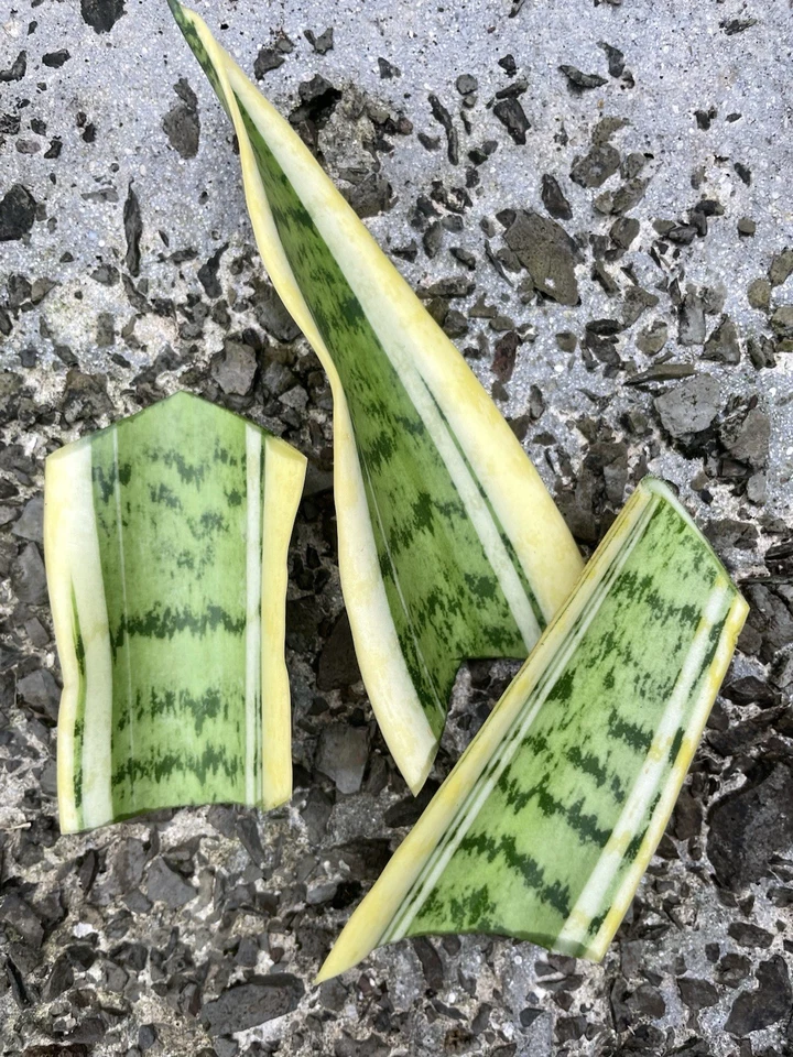 Sansevieria Laurentii Leaf Cuttings Set of 6 Variegated Snake Plant Unrooted Live Starters Hawaii Grown
