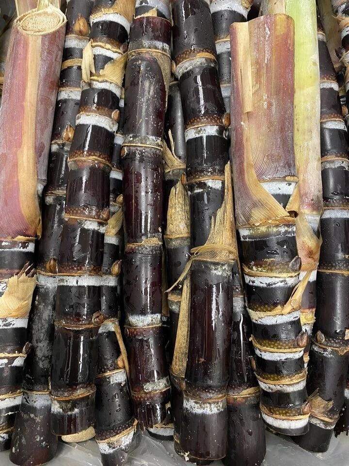 Black Soft Chew Sugar Cane Cuttings Unrooted Live Saccharum Officinarum for Planting