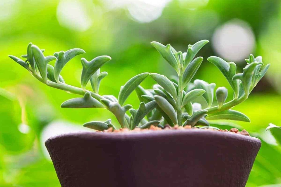 String of Dolphins Cuttings – 3 Unrooted 4in Senecio Peregrinus Stems for Rooting, Unique Dolphin-Leaf Succulent