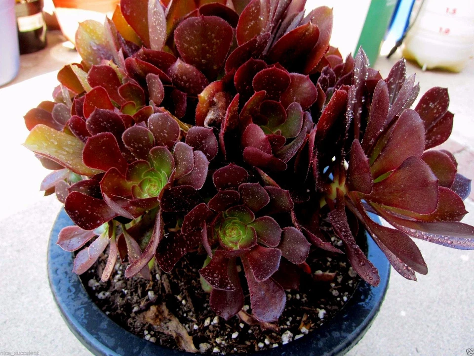 Aeonium KOKINO Hybrid – 2 Fresh Succulent Cuttings – Rare Live Aeonium Variety for Planting & Propagation