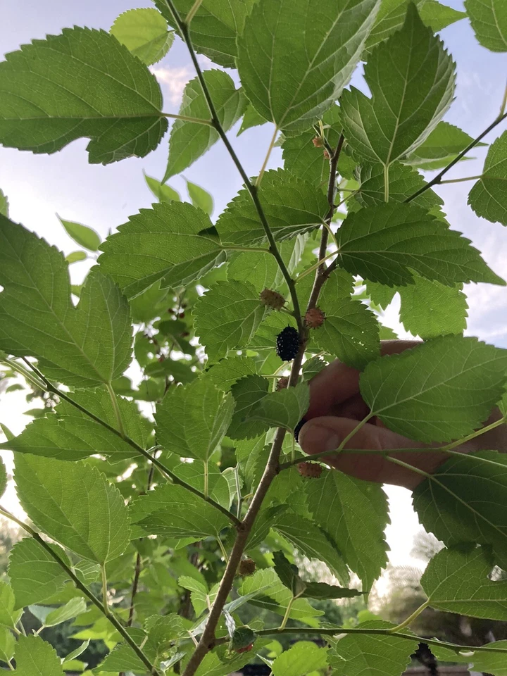 2 Florida Everbearing Black Mulberry Rooted Cuttings Morus nigra 6 Inch Bare Root Fruit Tree Starter Plants