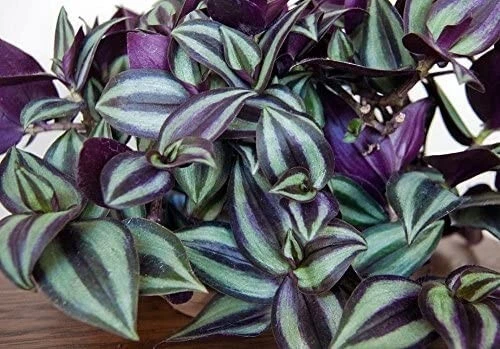 Tradescantia Zebrina Cuttings – 10 Wandering Jew Purple Cuttings – Live Trailing Plant Stems