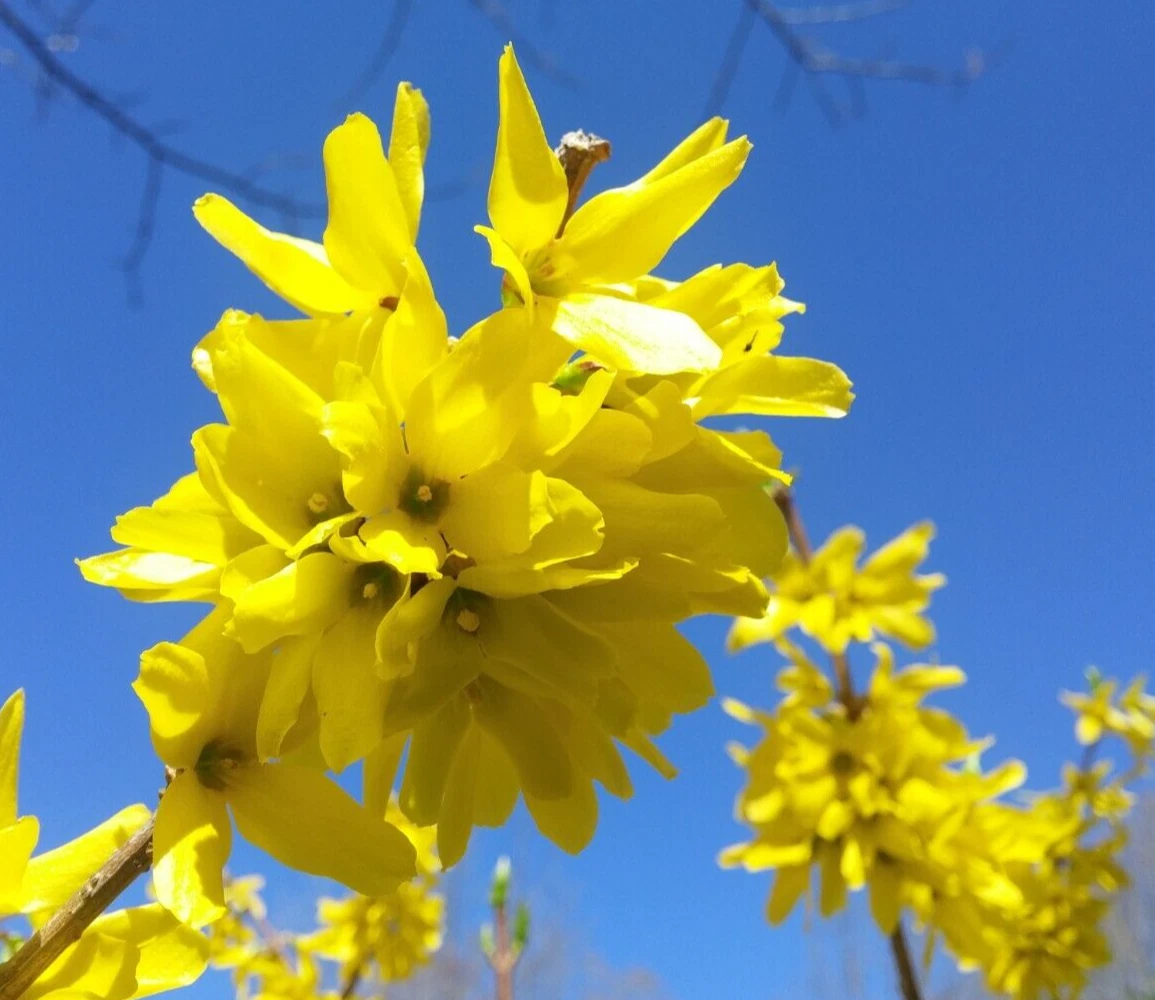 Yellow Bell Forsythia Cuttings – 15 Live Forsythia Shrub Cuttings, Hardy Ornamental Bush for Hedge Planting