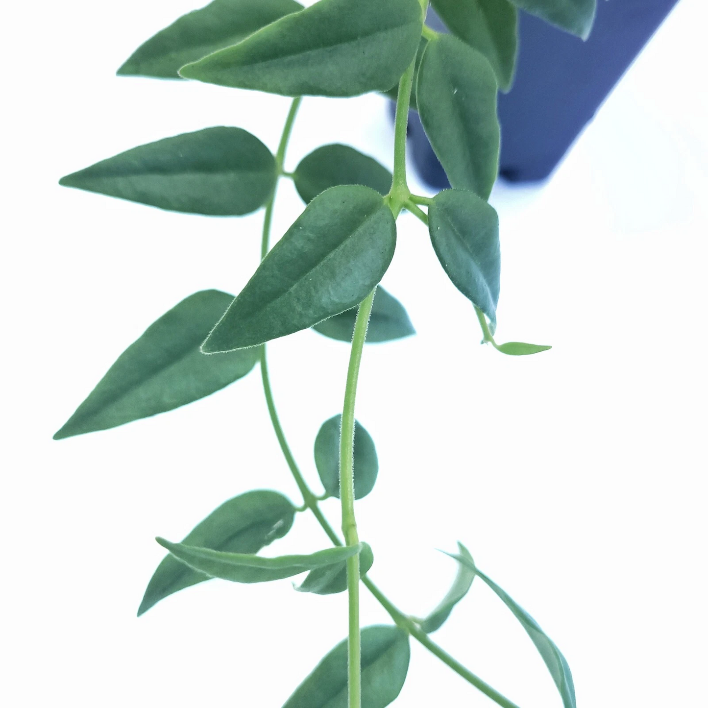 Hoya Bella Live Houseplant Cutting – One Stem Unrooted Wax Plant Cutting Grown in California