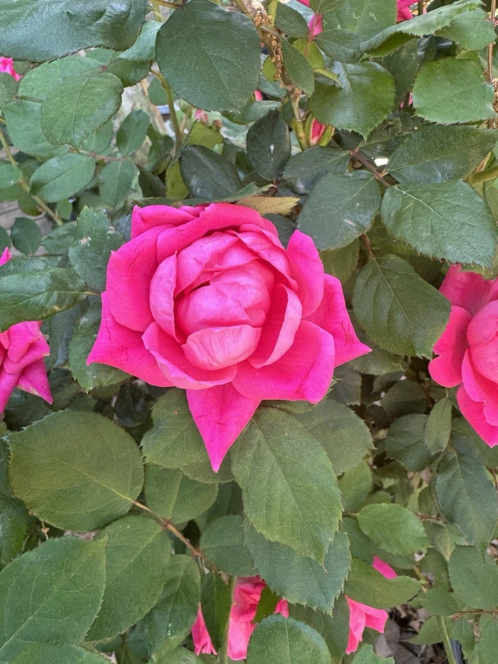 Double Pink Knock Out Rose Rooted Cuttings Live Rosa Shrub Plants
