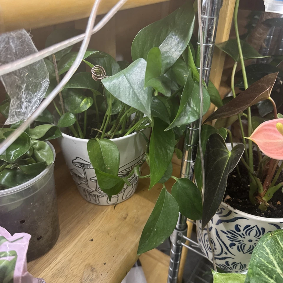 Golden Pothos Rooted Cutting – Live Epipremnum Aureum Starter Plant, Easy Indoor Houseplant