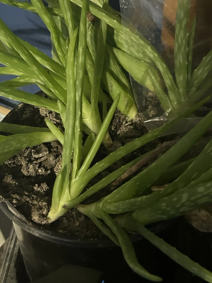 Aloe Vera Rooted Pups for Planting – 3 Live Plants, 5–10 Inch Succulent Starters for Indoor or Outdoor Growing