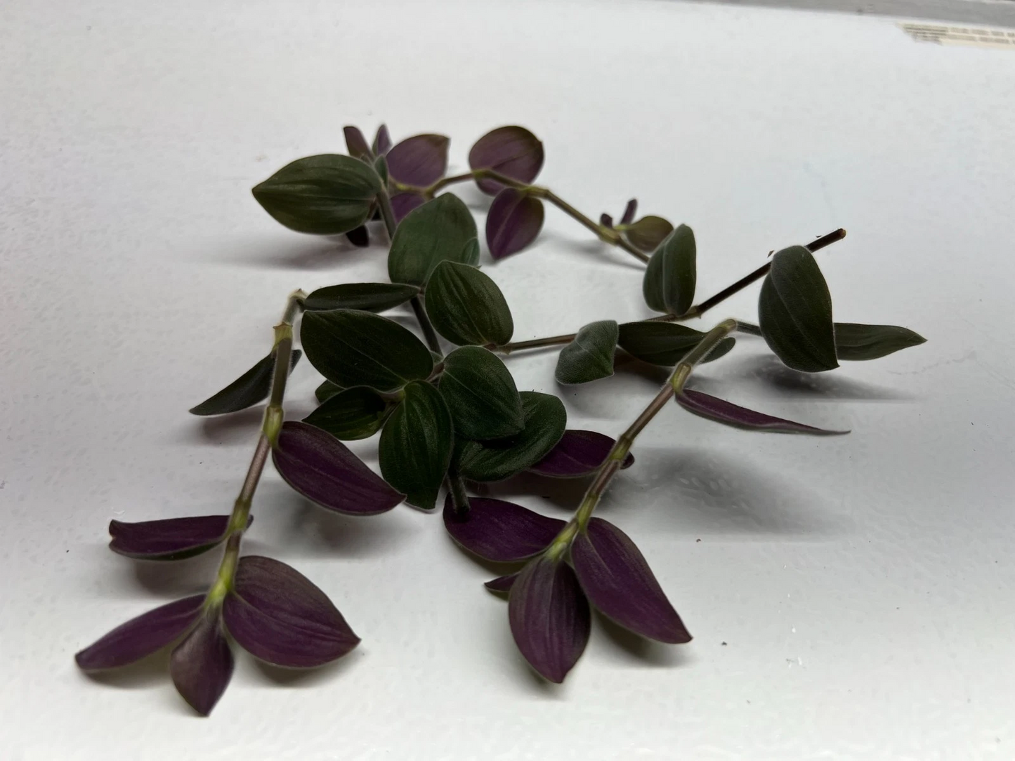 Fuzzy Bunny Bellies Tradescantia Cuttings – Lot of 5 Live Unrooted Houseplant Cuttings for Indoor Growing