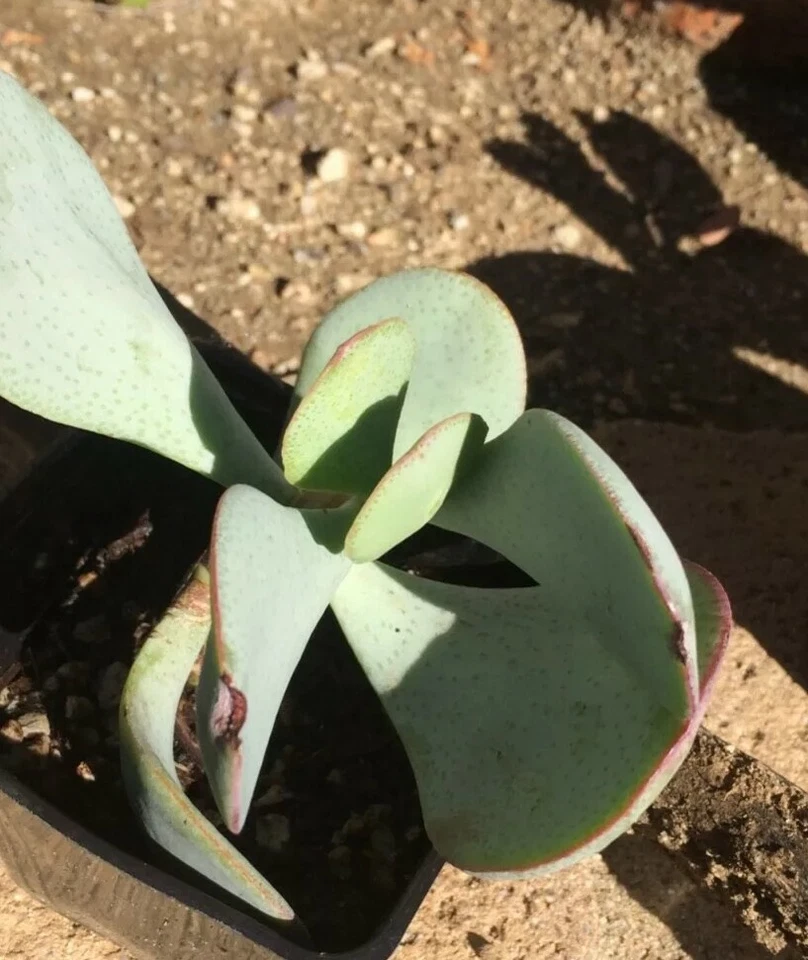 Crassula arborescens Silver Dollar – Fresh Succulent Cutting, Blue-Green Round Leaf Stem for Easy Propagation