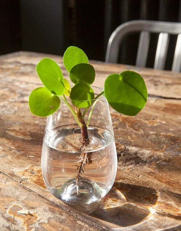 Pilea Peperomioides Live Plant – Chinese Money Plant, 4–7 Inch Tall Houseplant, Ships Bare Root (No Pot)