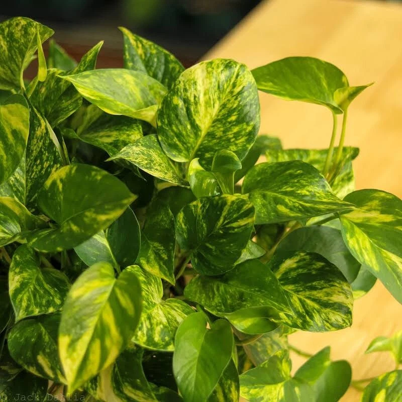 Golden Pothos Variegated Giant Leaf Cuttings – 3 Live Epipremnum aureum Cuttings for Indoor Propagation
