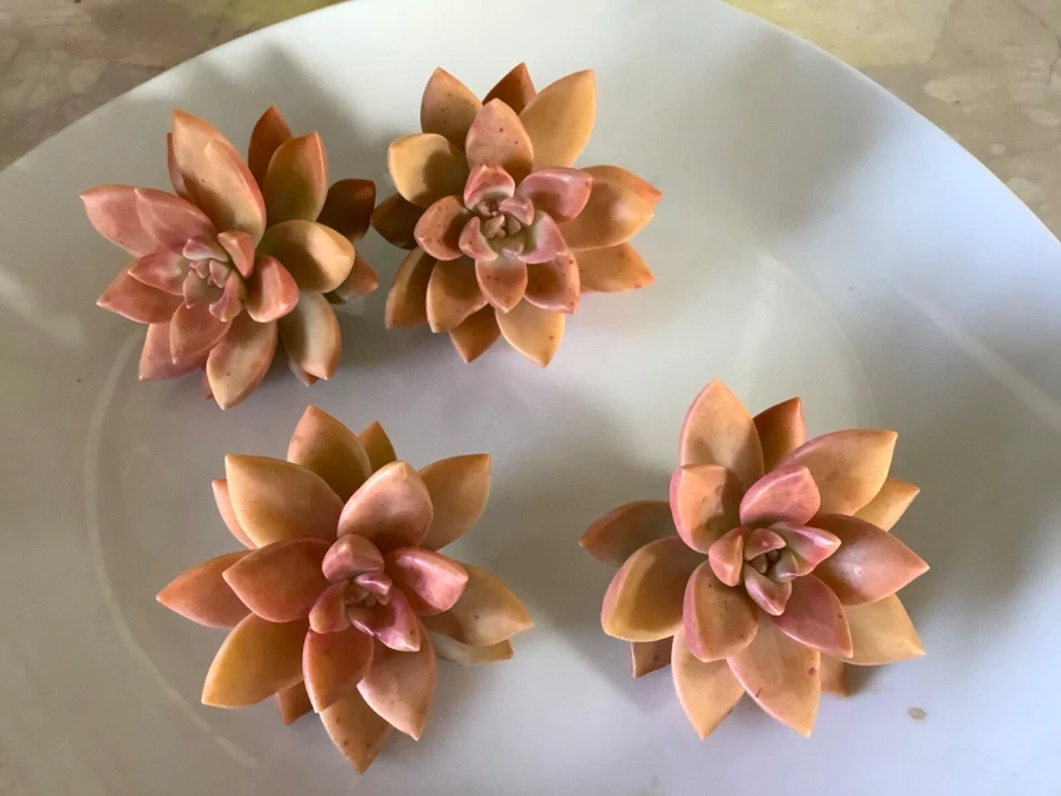 Graptosedum California Sunset – 4 Fresh 2–3" Succulent Cuttings, Peach Rosettes for Easy Propagation