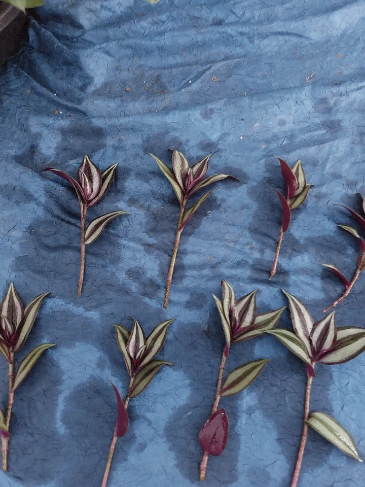 Tradescantia Zebrina Silver Plus Cuttings for Planting – 12 Live Unrooted Trailing Houseplant Stems