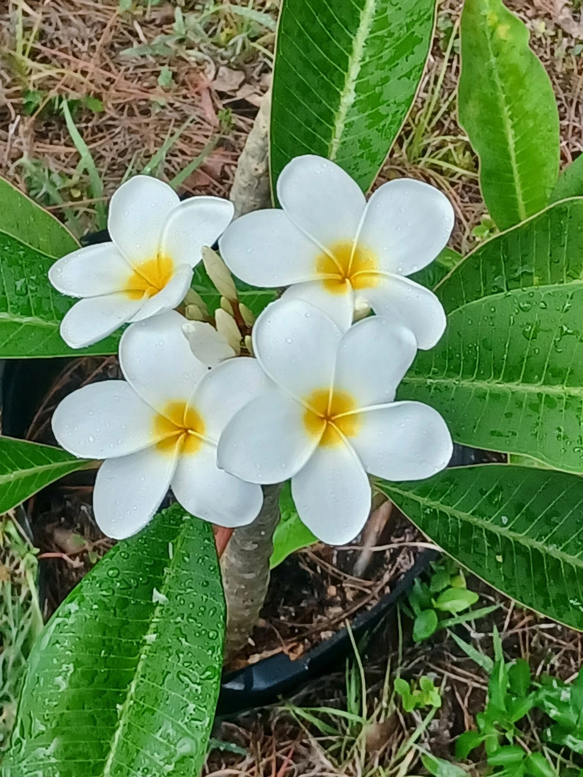 Plumeria Cutting – Live Frangipani Stem, Color Match to Photo, Fresh Unrooted Cutting for Tropical Garden or Patio Growing