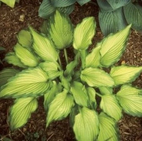 Hosta Emerald Ruff Live Plant – 2.5 Inch Potted Hosta, Small Ornamental Perennial for Shade Gardens
