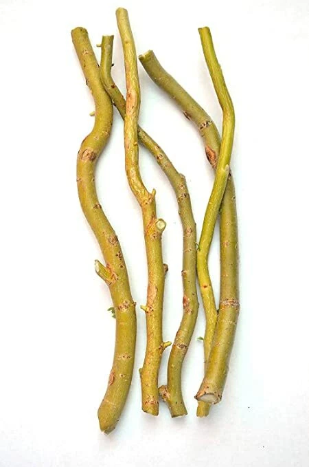 Globe Willow Tree Cuttings – 25 Live Unrooted Salix Cuttings for Shade and Privacy Tree Growing