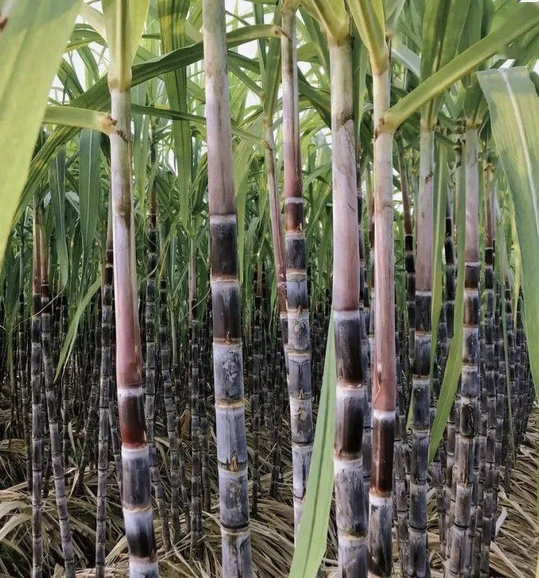 Dark Purple Sugarcane Rooted Cuttings Ready to Plant, Sweet Cane Variety Live Plant Set of 5 for Home Growing