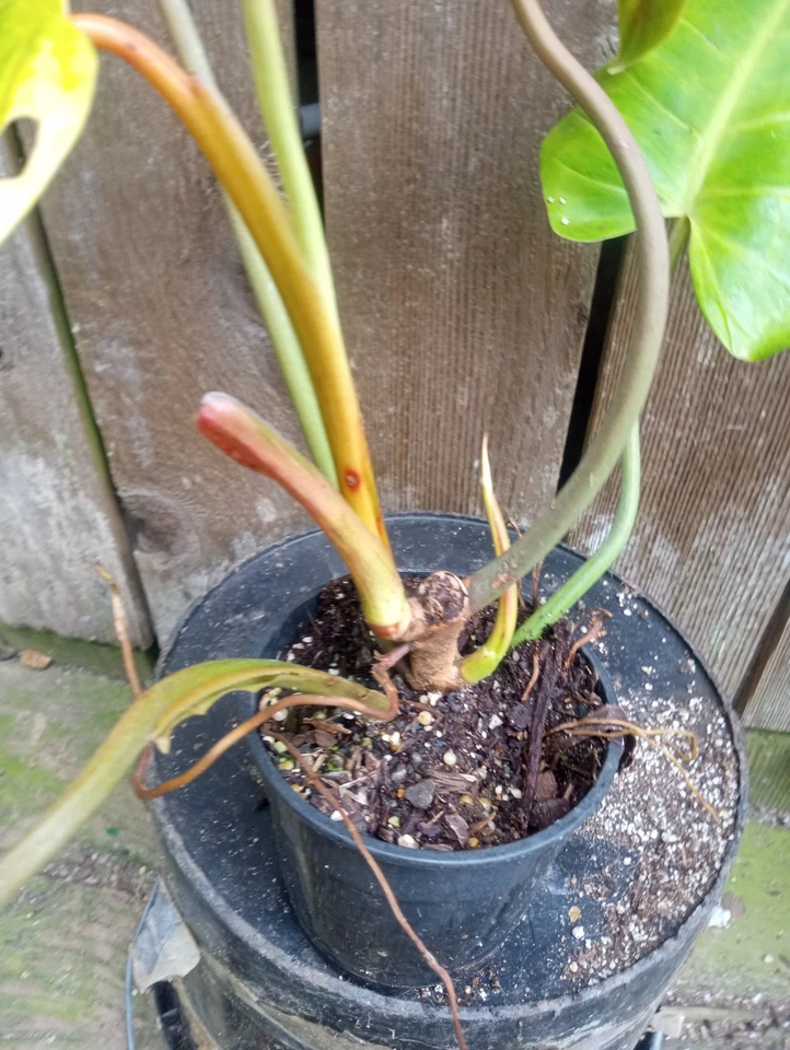 Philodendron Calkins Gold Live Plant – Fully Rooted Variegated Philodendron in 5 Inch Pot, Indoor Houseplant