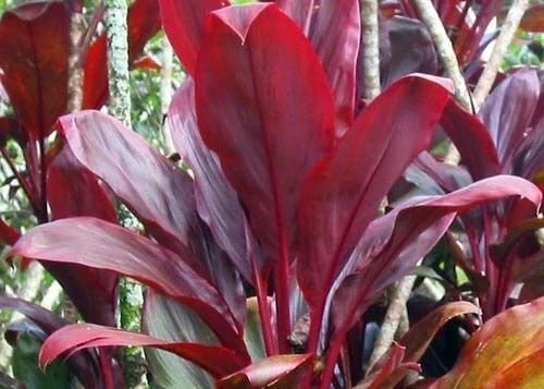 Hawaiian Ti Plant Logs Red and Green Cordyline Fruticosa 2 Logs Live Tropical Plant